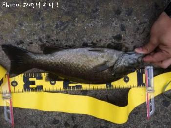 スモールマウスバス