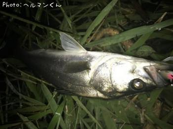 シーバス