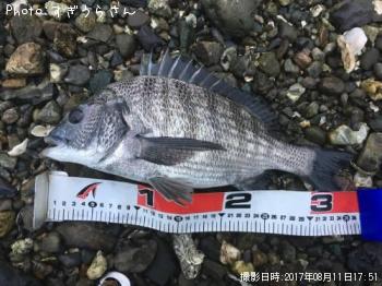 クロダイ