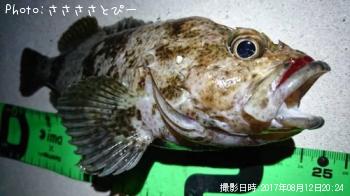 ソイ＆シーバス