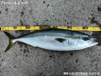 ワラサ