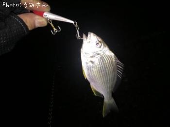 マゴチ