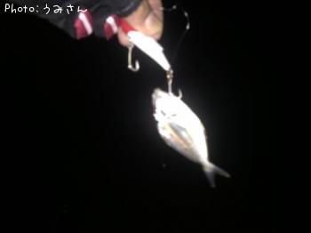 マゴチ
