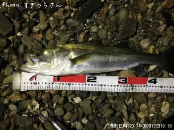 シーバス