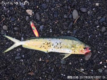シイラ