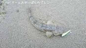 マゴチ