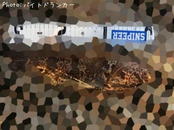 タケノコメバル