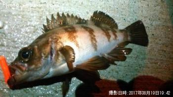 メバル