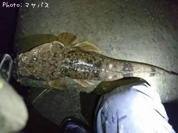 マゴチ