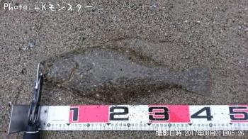ヒラメ
