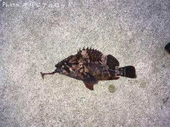 饽