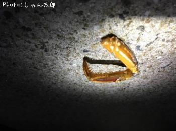 甲殻類のなにかの脚