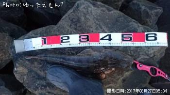 マゴチ