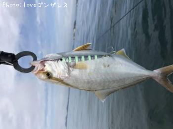 ショゴ