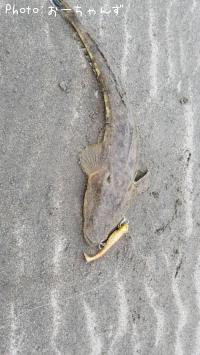 ޥ