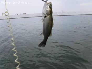 シーバス