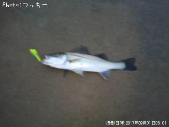 シーバス