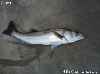 シーバス