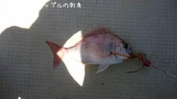 ޥ