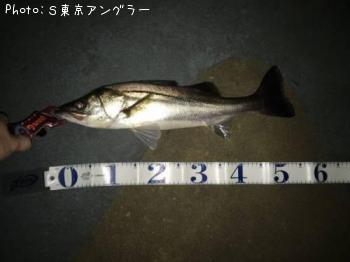 シーバス