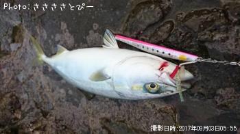 ʥޥ