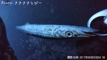 ʥޥ