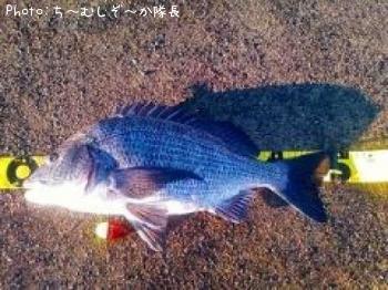 クロダイ