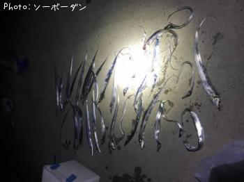 タチウオ