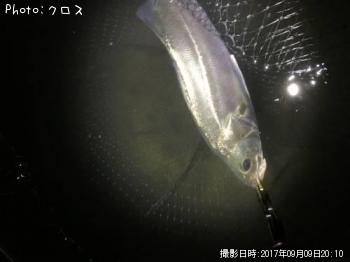 シーバス