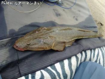 マゴチ