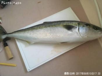 饵