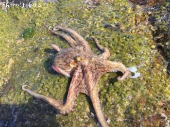 タコ