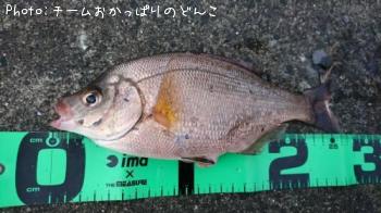タナゴ