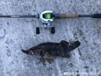 タケノコメバル