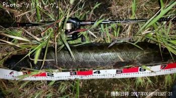 雷魚