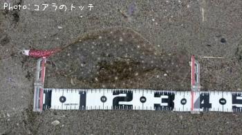 ソゲ