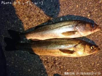 シーバス
