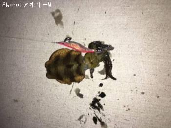 アオリイカ