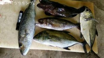トカラの魚