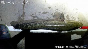 雷魚