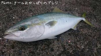 イナダ