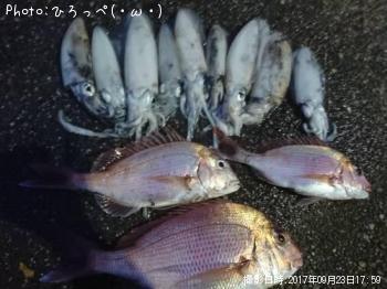 アオリイカ