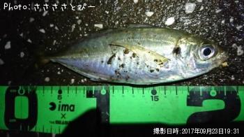 ¥¢¥¸¡õ¥á¥Ð¥ë¡õ¥·¡¼¥Ð¥¹¡õ¥á¥¸¥Ê