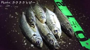 ¥¢¥¸¡õ¥á¥Ð¥ë¡õ¥·¡¼¥Ð¥¹¡õ¥á¥¸¥Ê