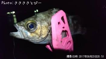 ¥¢¥¸¡õ¥á¥Ð¥ë¡õ¥·¡¼¥Ð¥¹¡õ¥á¥¸¥Ê