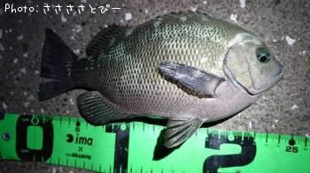 ¥¢¥¸¡õ¥á¥Ð¥ë¡õ¥·¡¼¥Ð¥¹¡õ¥á¥¸¥Ê