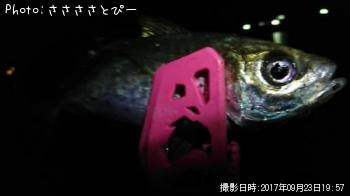 ¥¢¥¸¡õ¥á¥Ð¥ë¡õ¥·¡¼¥Ð¥¹¡õ¥á¥¸¥Ê