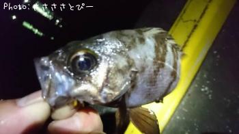 ¥¢¥¸¡õ¥á¥Ð¥ë¡õ¥·¡¼¥Ð¥¹¡õ¥á¥¸¥Ê