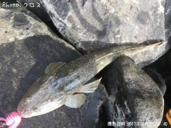 マゴチ