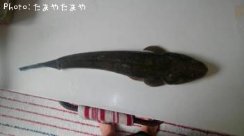 ޥ